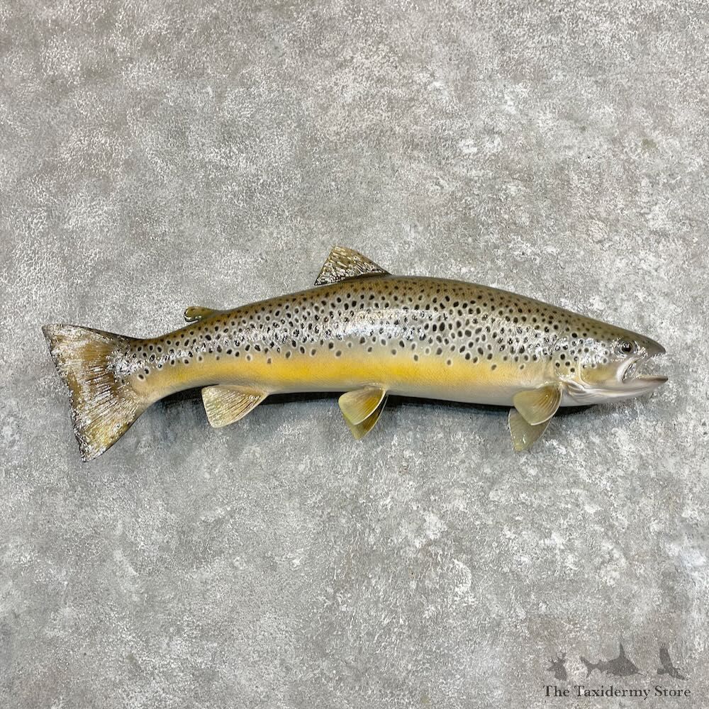 Brown Trout Fish Mount For Sale #27559 @ The Taxidermy Store