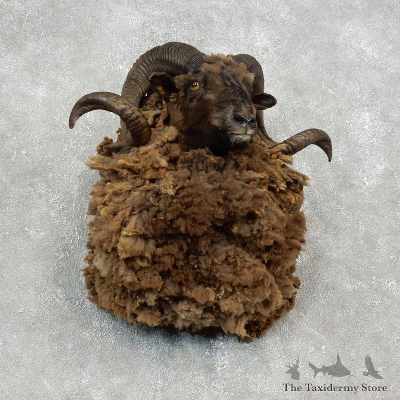 Corsican Ram Shoulder Mount For Sale #1902 @ The Taxidermy Store