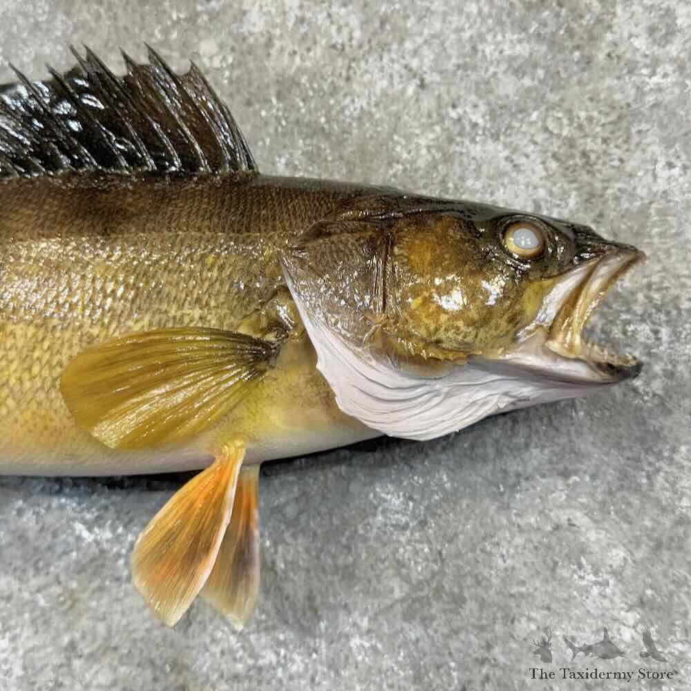 Walleye Fish Mount For Sale #30988 @ The Taxidermy Store