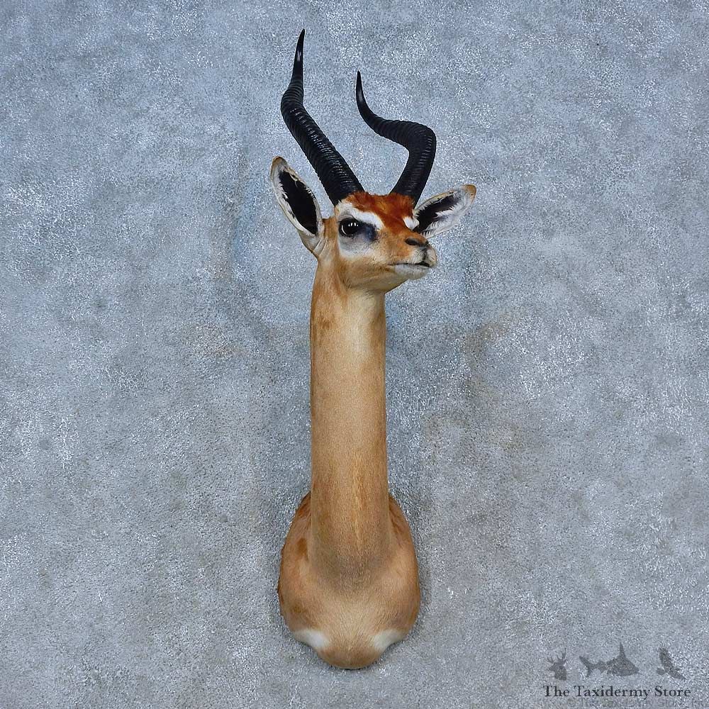 Southern Gerenuk Shoulder Mount For Sale #15299 @ The Taxidermy Store