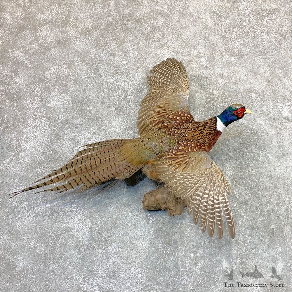 Ringneck Pheasant Bird Mount For Sale #22975 @ The Taxidermy Store
