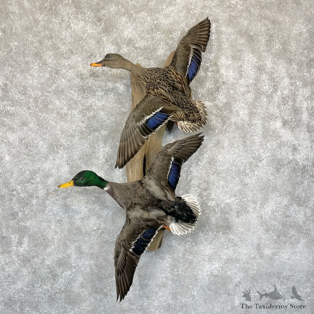 Mallard Drake and Hen Duck Mount For Sale #28194 - The Taxidermy Store