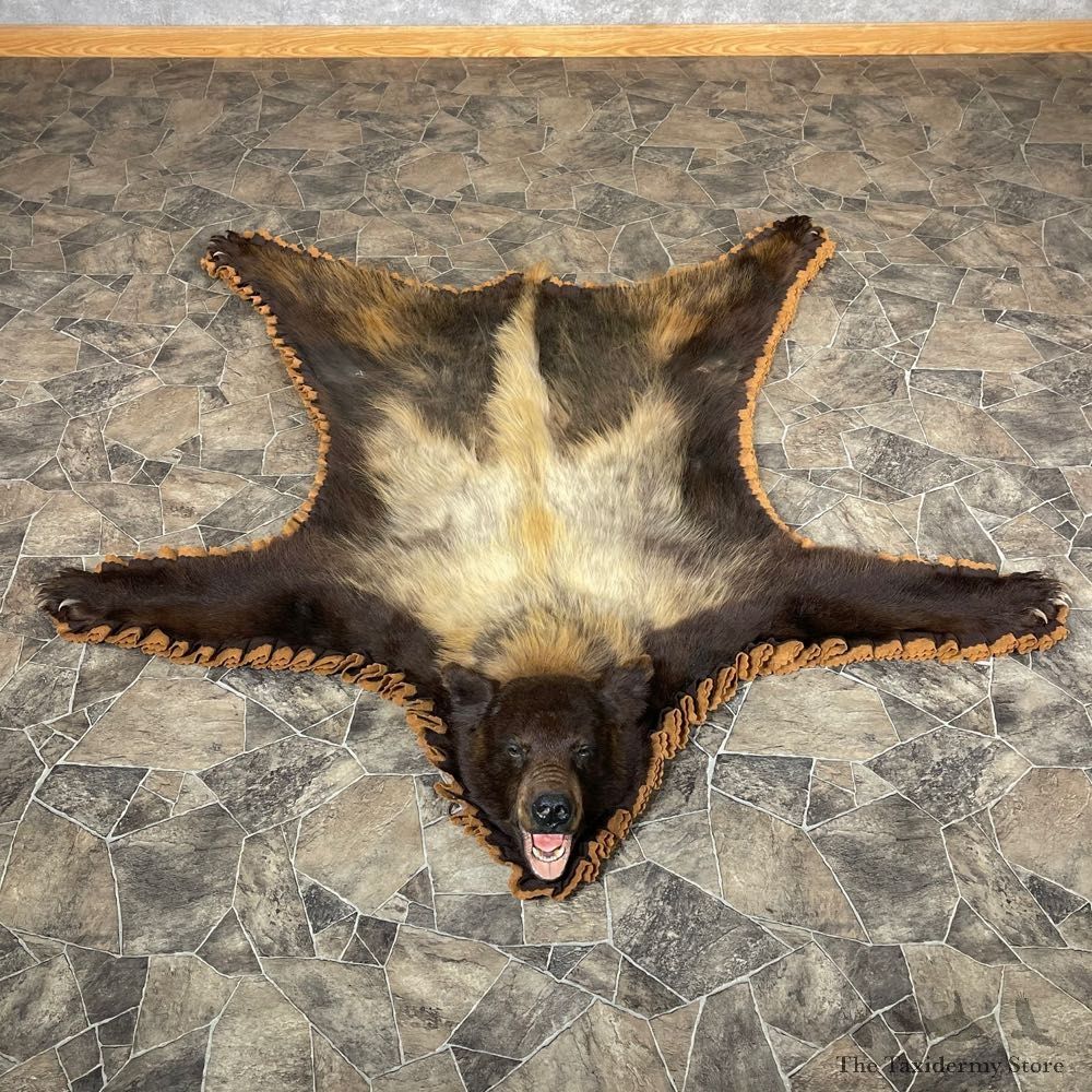 Blonde Phase Black Bear Full-Size Rug For Sale #24177 @ The Taxidermy Store
