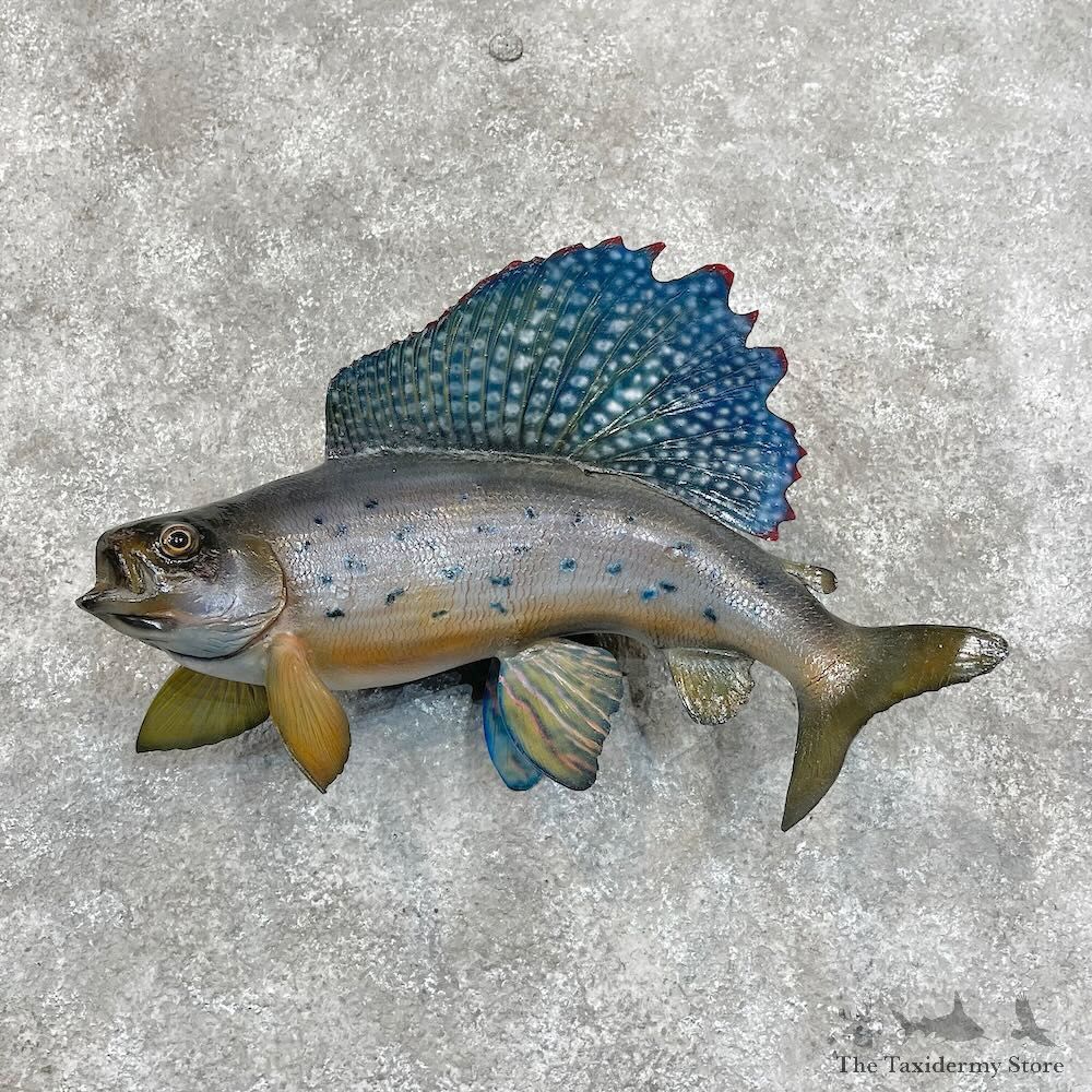 Arctic Grayling Fish Mount For Sale #28522 @ The Taxidermy Store