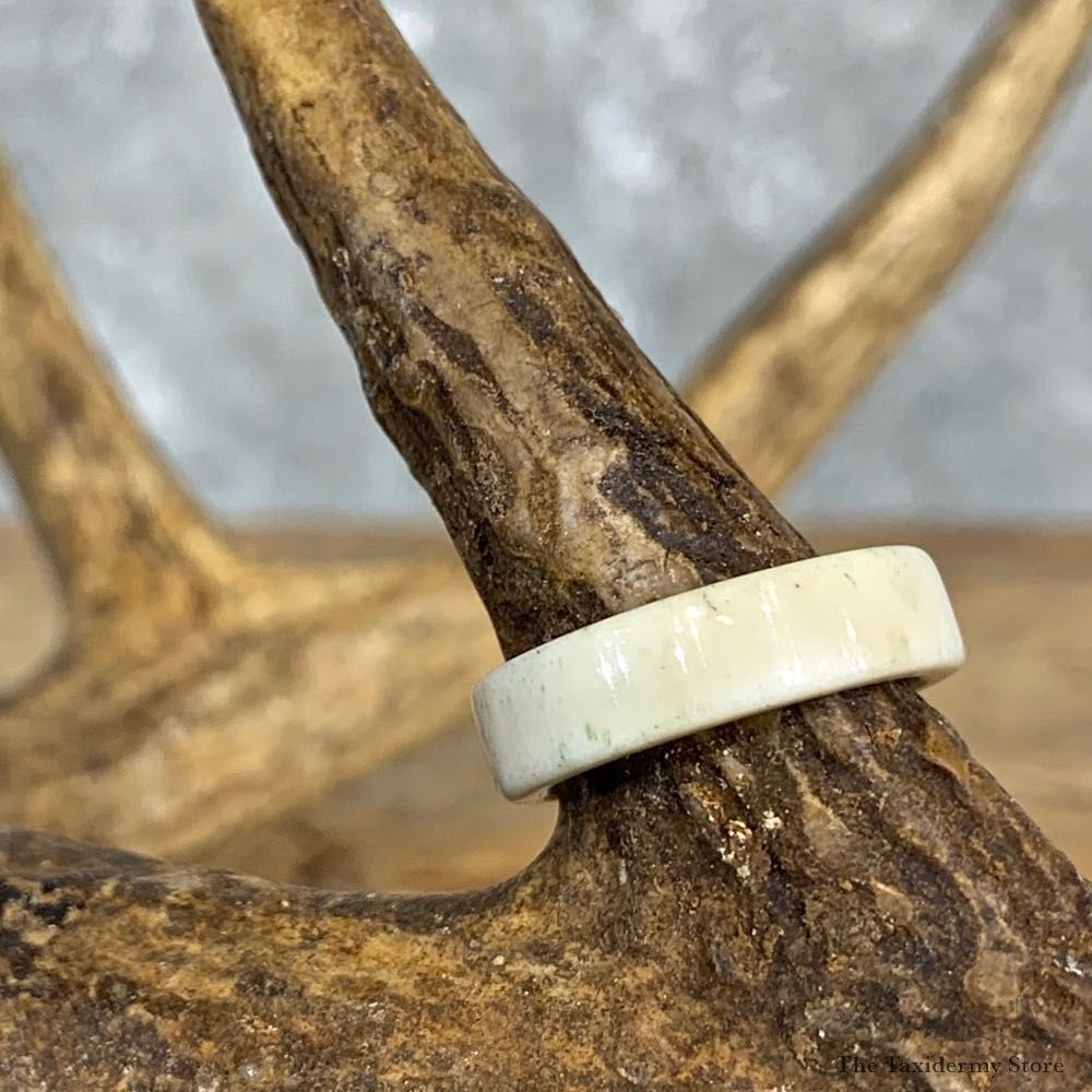Whitetail Deer Antler Ring For Sale #21213 @ The Taxidermy Store