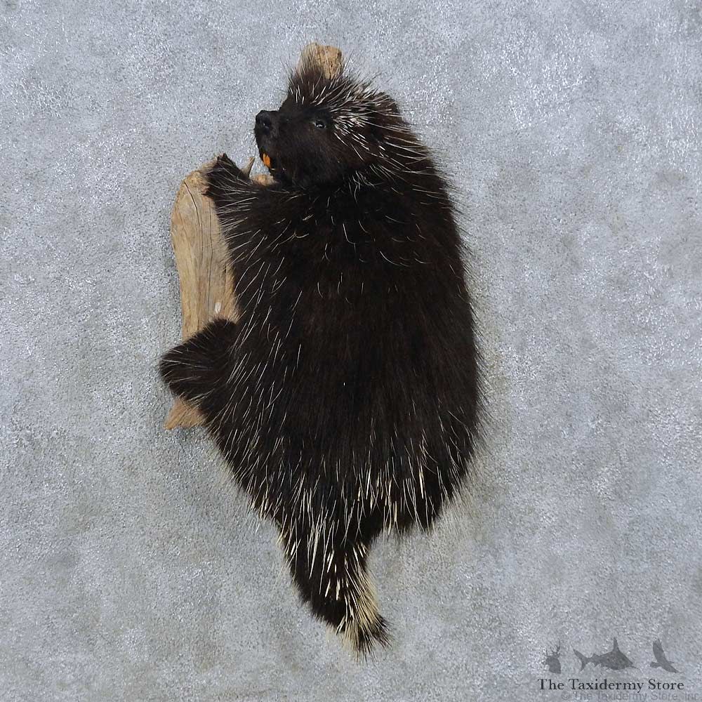 Climbing Porcupine Life-Size Mount For Sale #15058 @ The Taxidermy Store