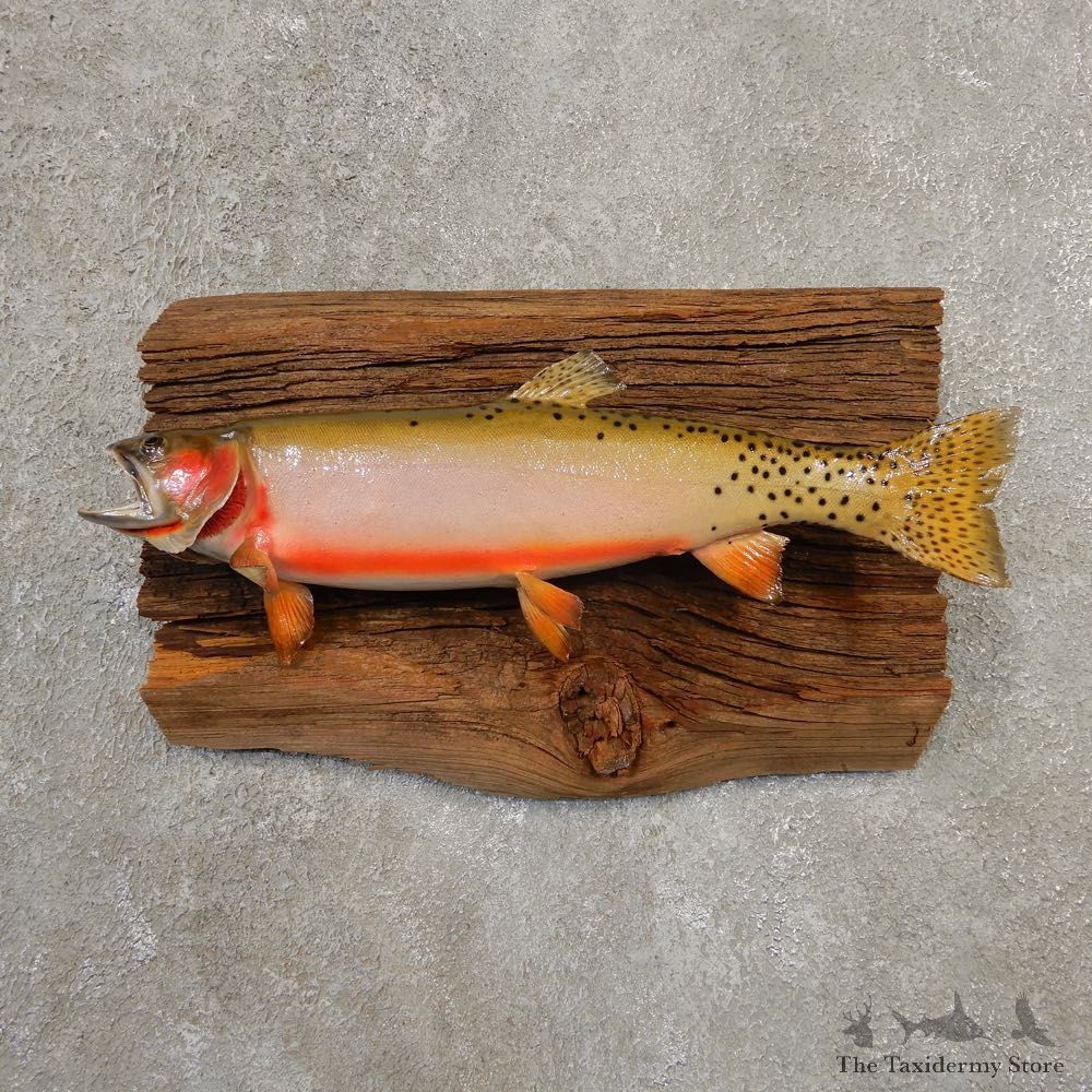 Cutthroat Trout Fish Mount For Sale #20560 @ The Taxidermy Store