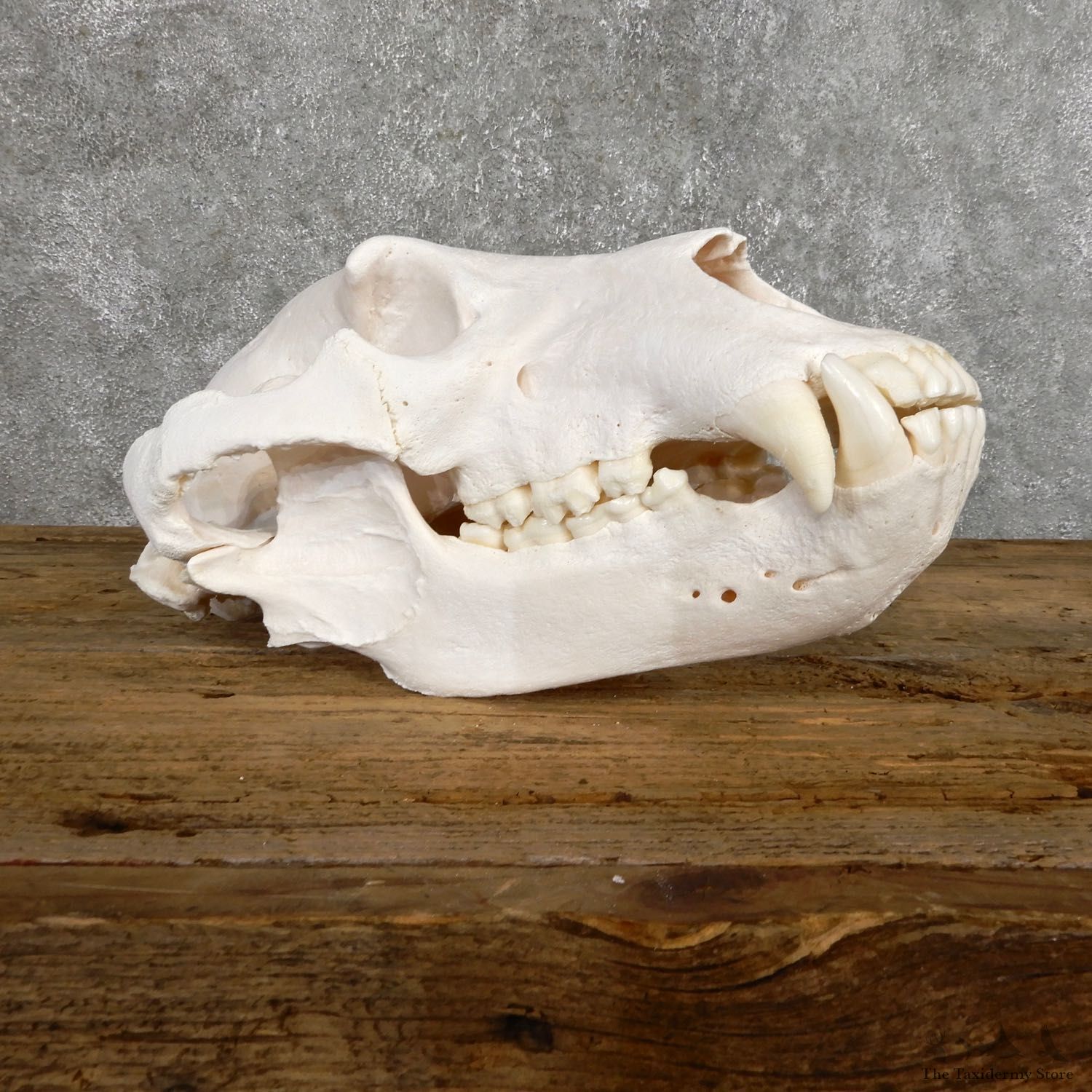 Inland Grizzly Bear Skull Mount For Sale #19482 @ The Taxidermy Store