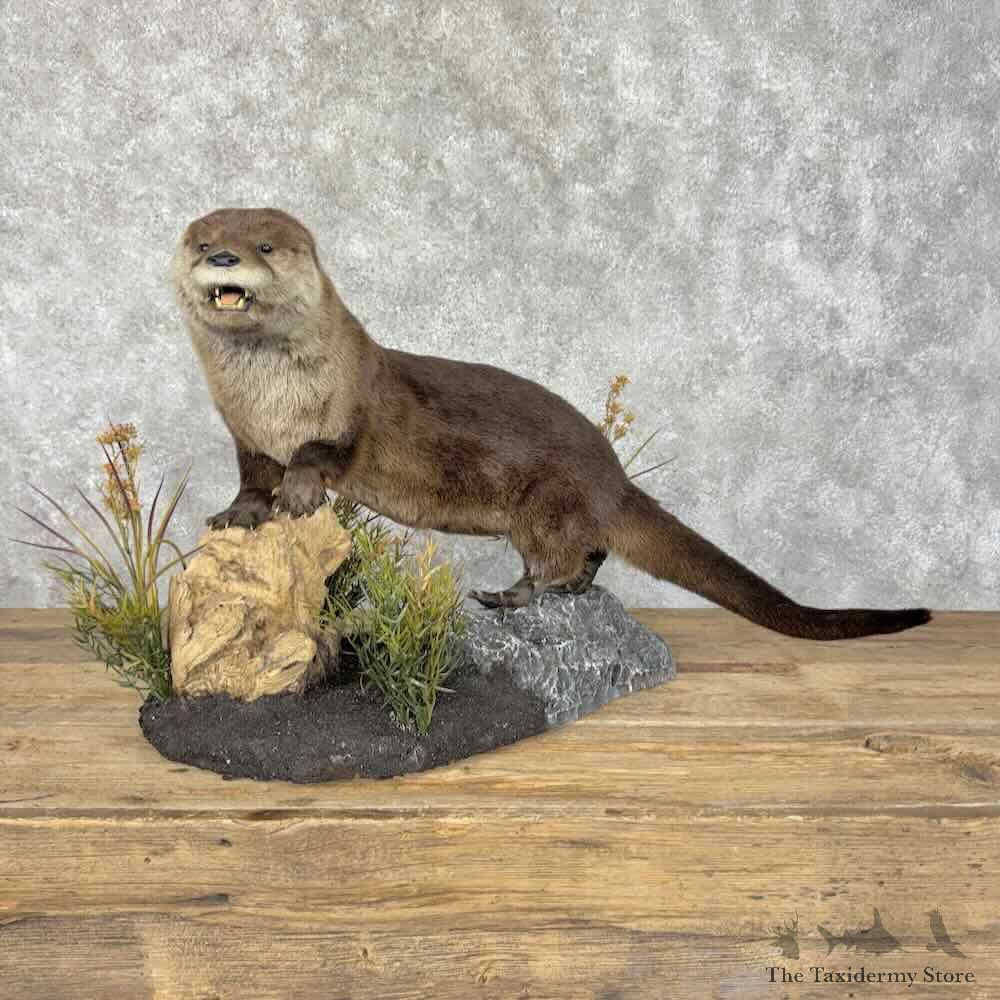 River Otter Life-Size Mount For Sale #31974 @ The Taxidermy Store