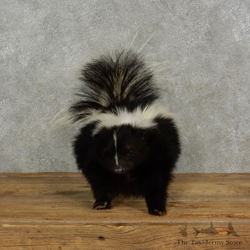 Life-Size Skunk Taxidermy Mount #17066 For Sale @ The Taxidermy Store
