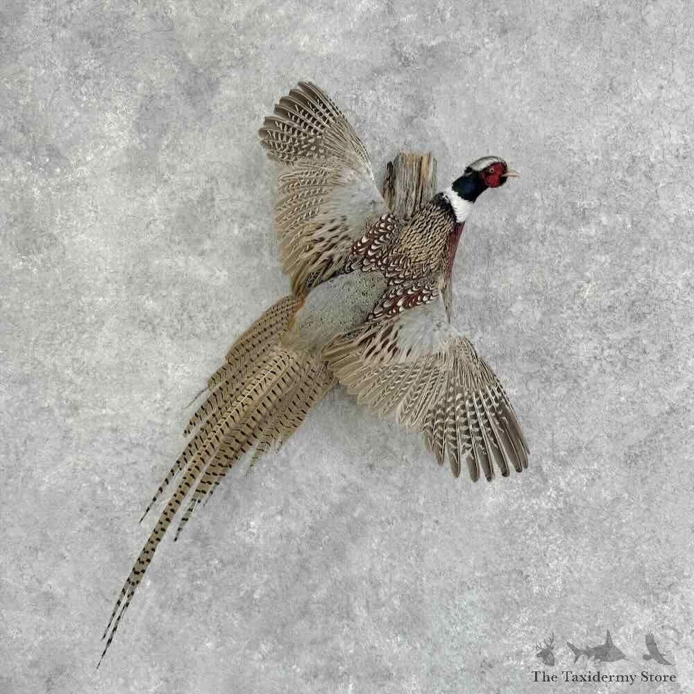 Ringneck Pheasant Bird Mount For Sale #32362 @ The Taxidermy Store