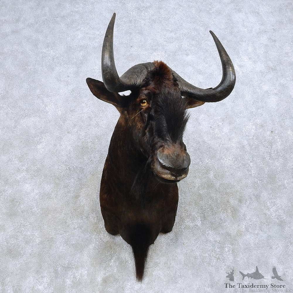 Black Wildebeest Shoulder Mount For Sale #14585 @ The Taxidermy Store