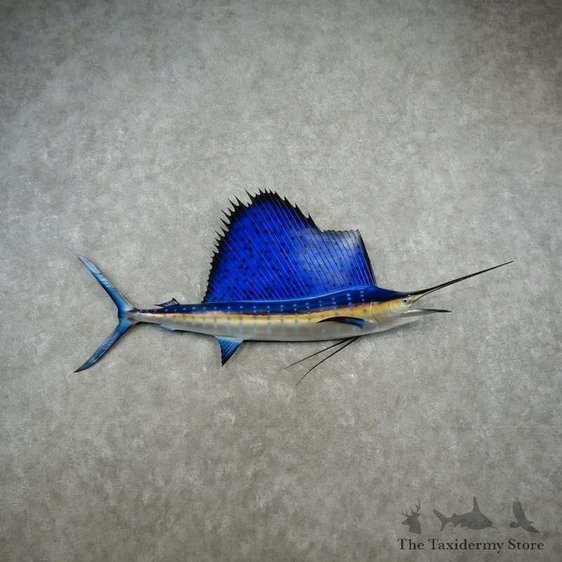 Sailfish Taxidermy Fish Mount #17340 For Sale @ The Taxidermy Store