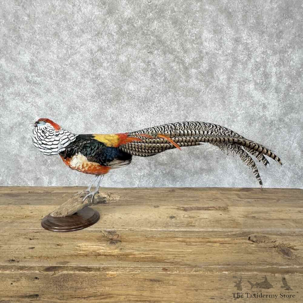 Lady Amherst Pheasant Bird Mount For Sale #31825 @ The Taxidermy Store