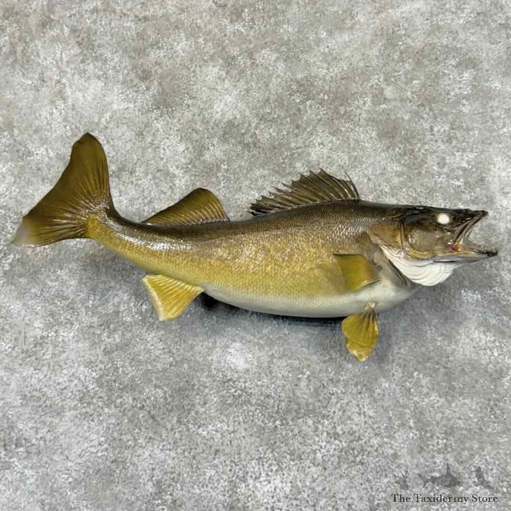 Walleye Fish Mount For Sale #30891 @ The Taxidermy Store