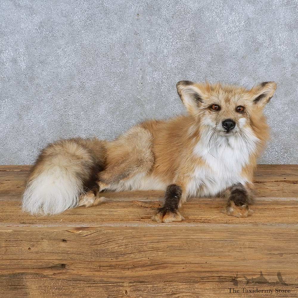 Red Cross Fox Life-Size Mount For Sale #15592 @ The Taxidermy Store