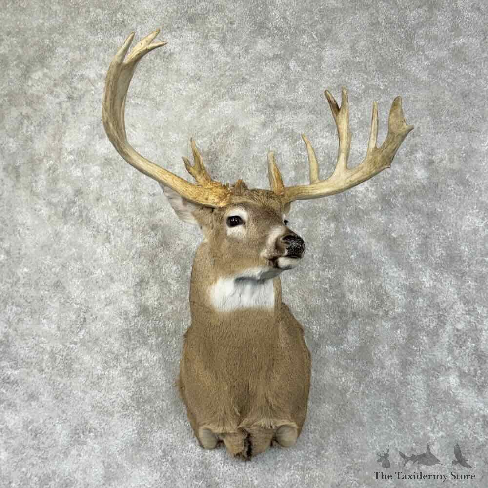 Whitetail Deer Shoulder Mount For Sale #31493 @ The Taxidermy Store