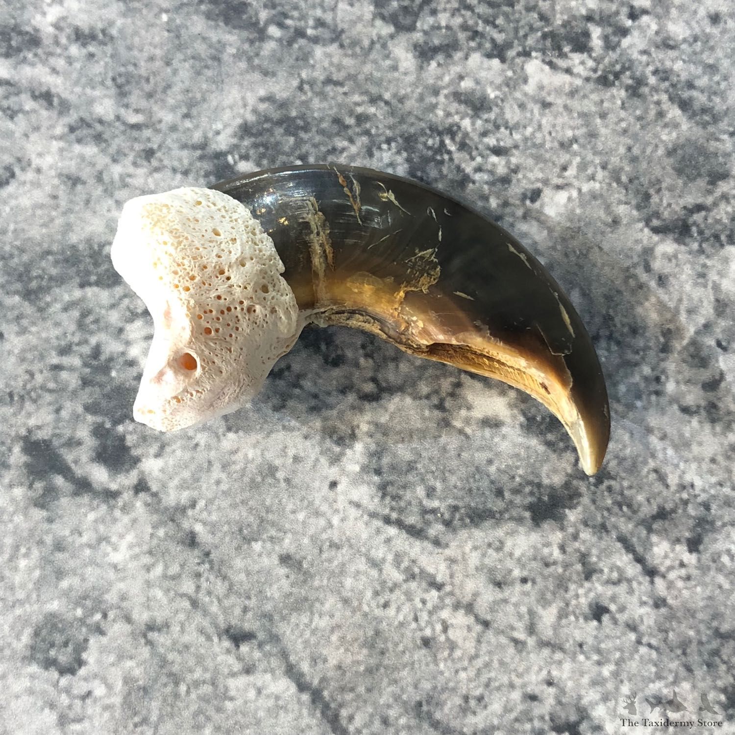 Polar Bear Claw Taxidermy For Sale #19906 @ The Taxidermy Store