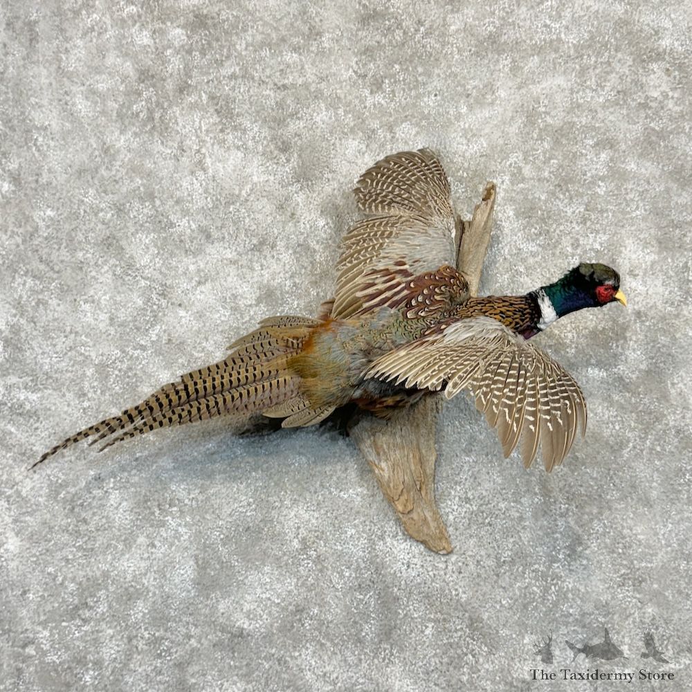 Ringneck Pheasant Bird Mount For Sale #29705 @ The Taxidermy Store