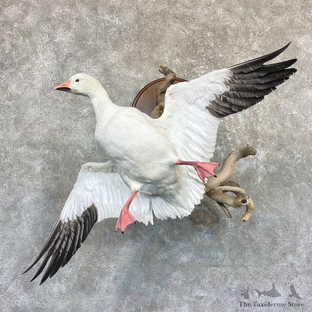 Snow Goose Taxidermy Mount For Sale #26501 @ The Taxidermy Store