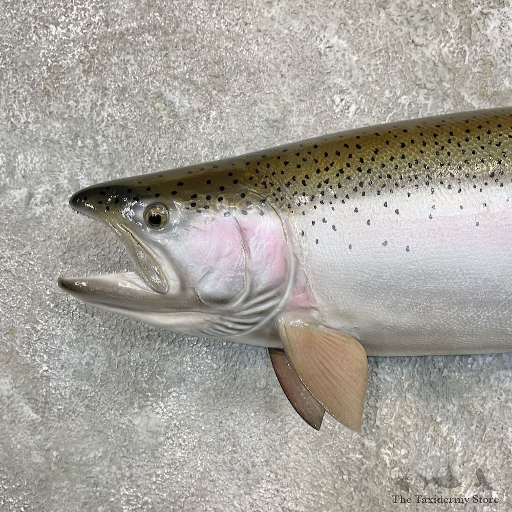 Rainbow Trout Fish Mount For Sale #27264 @ The Taxidermy Store