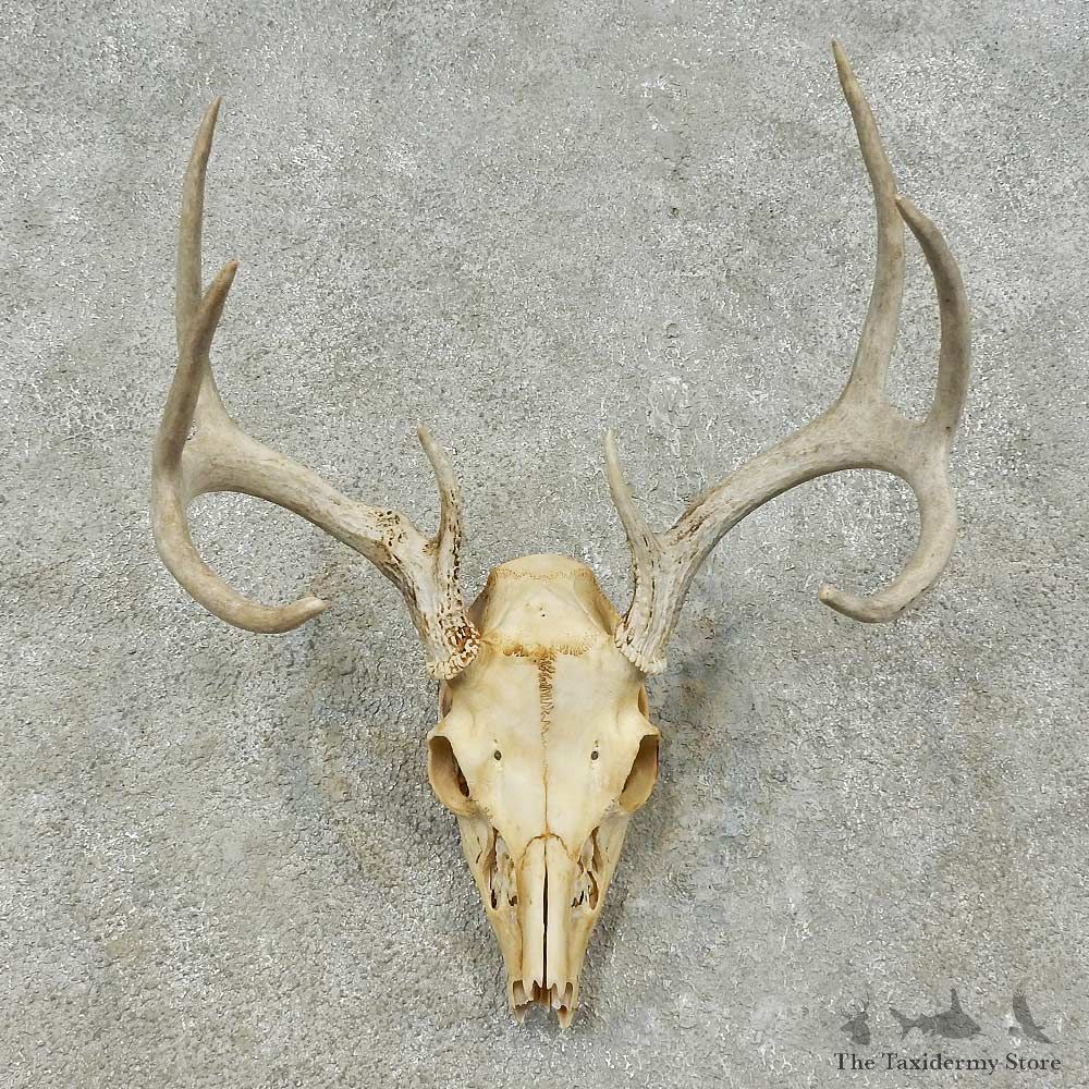 Whitetail Deer Skull European Mount For Sale #16250 @ The Taxidermy Store