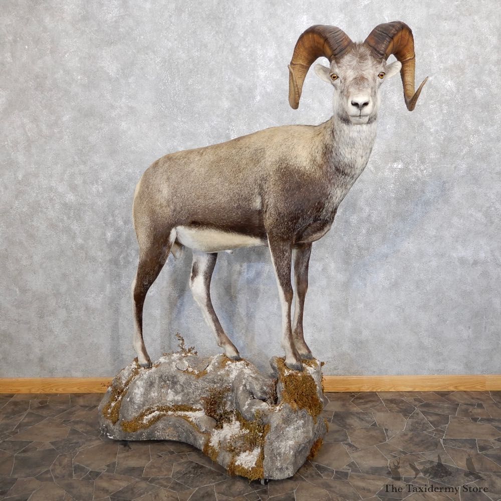 Stone Sheep Life-Size Mount For Sale #18601 @ The Taxidermy Store