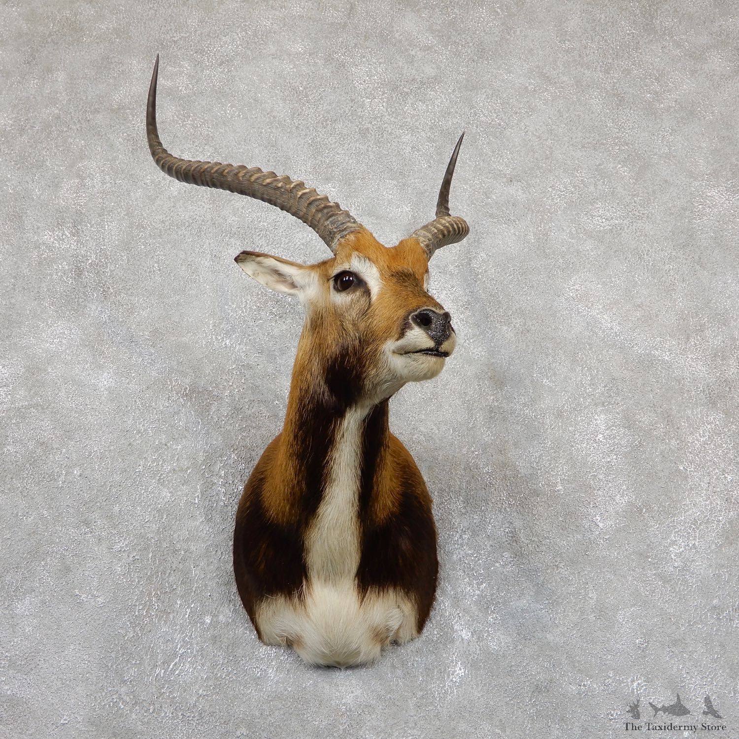 Black Lechwe Shoulder Taxidermy Mount #19502 For Sale @ The Taxidermy Store