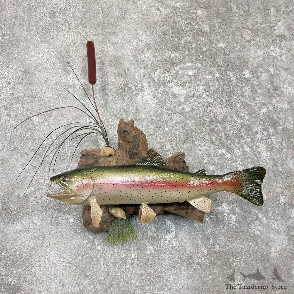 Rainbow Trout Fish Mount For Sale #27392 @ The Taxidermy Store
