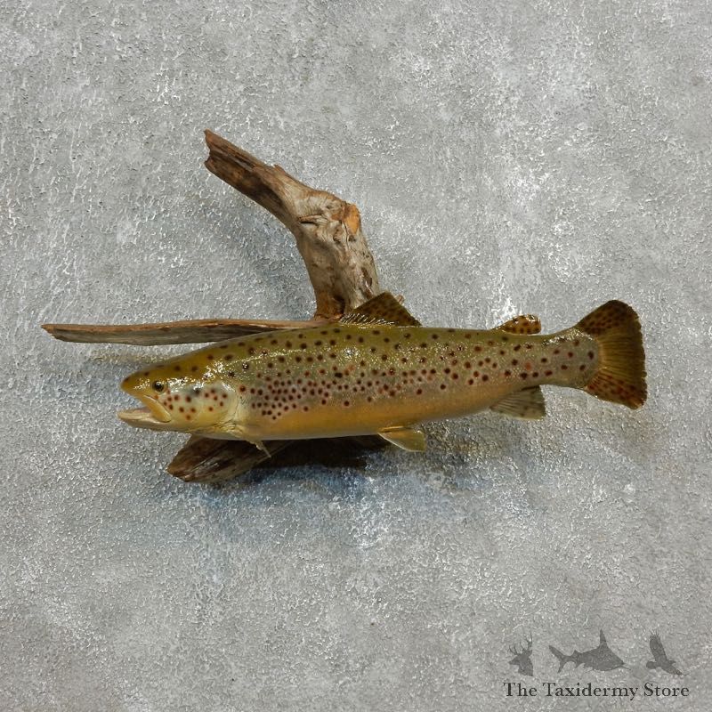 Brown Trout Fish Mount For Sale #17791 @ The Taxidermy Store
