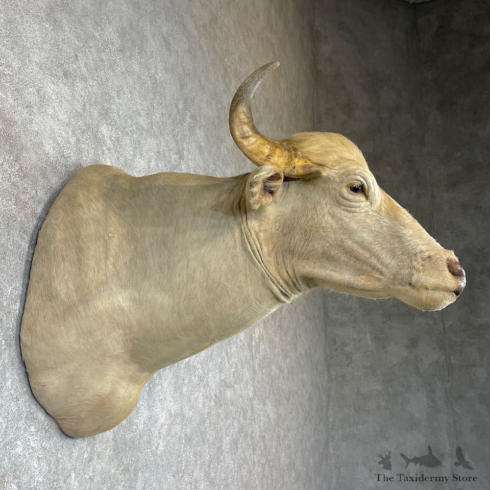 White Water Buffalo Shoulder Mount For Sale #25853 For Sale @ The Taxidermy Store