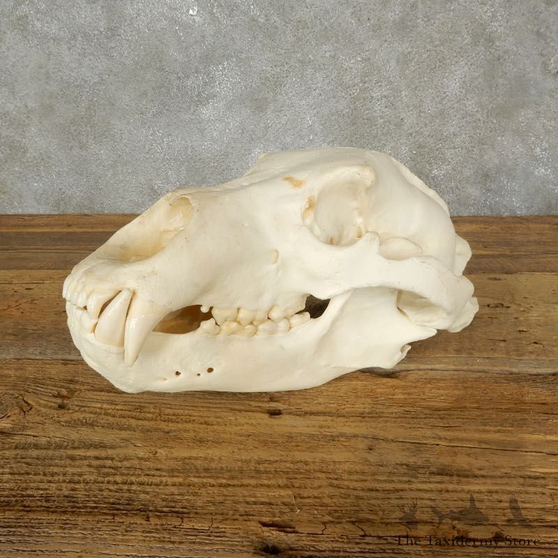 Brown Bear Skull Mount For Sale #17485 @ The Taxidermy Store