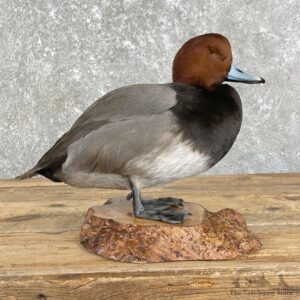 Redhead Duck Bird Mount For Sale #26193 - The Taxidermy Store