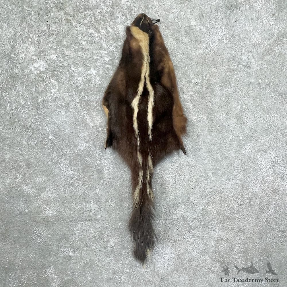 Skunk Tanned Hide For Sale #27051 @ The Taxidermy Store