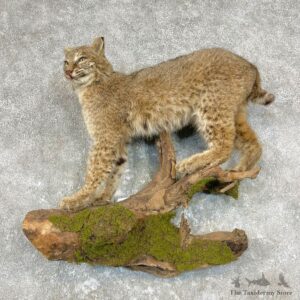 Bobcat Life-Size Taxidermy Mount For Sale #26779 @ The Taxidermy Store