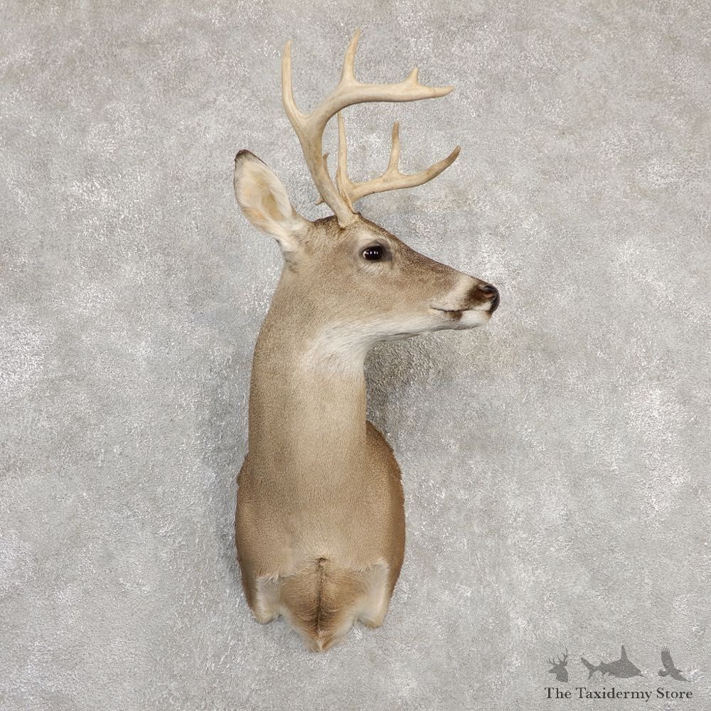 Whitetail Deer Shoulder Mount #20266 For Sale - The Taxidermy Store