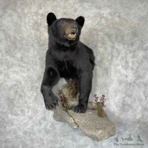 Black Bear Half Life Size Mount For Sale #31924 @ The Taxidermy Store