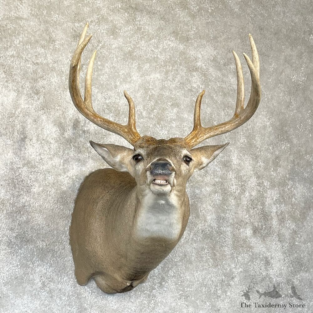 Whitetail Deer Shoulder Mount For Sale #28180 @ The Taxidermy Store