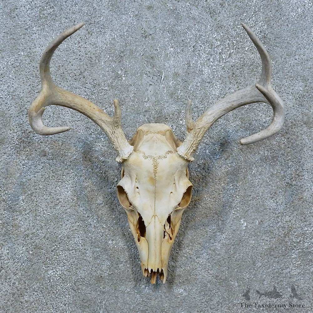 Whitetail Deer Skull Antler European Mount For Sale #15365 @ The Taxidermy Store
