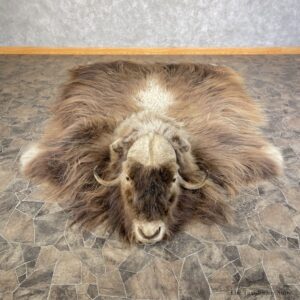Greenland Muskox Full Size Rug For Sale #25580 @ The Taxidermy Store