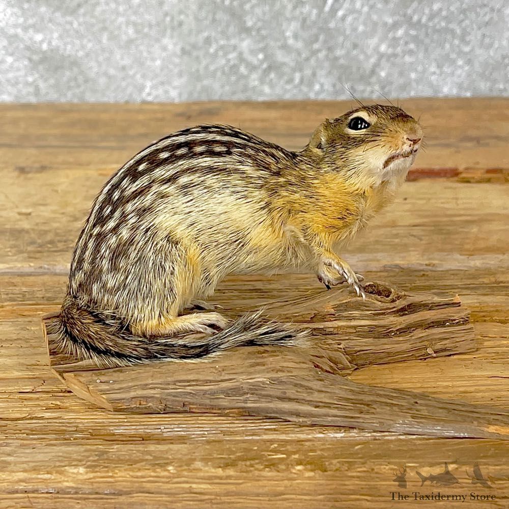 Thirteen Lined Ground Squirrel Mount For Sale #25054 @ The Taxidermy Store