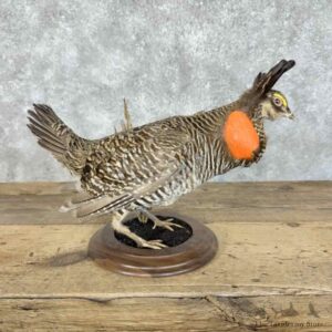 Greater Prairie Chicken Bird Mount For Sale #31091 @ The Taxidermy Store