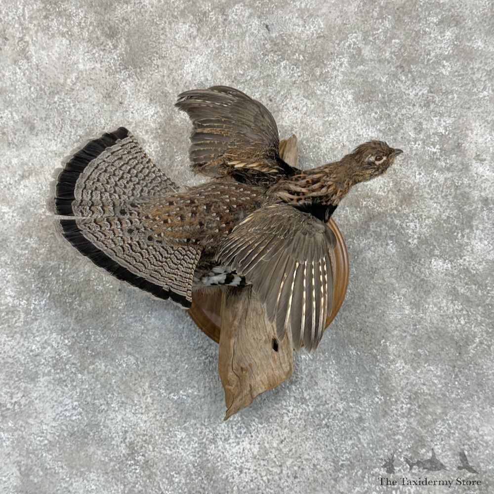 Ruffed Grouse Bird Mount For Sale #29374 @ The Taxidermy Store