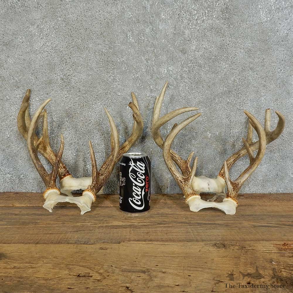 Whitetail Deer Antler Shed For Sale #16132 @ The Taxidermy Store