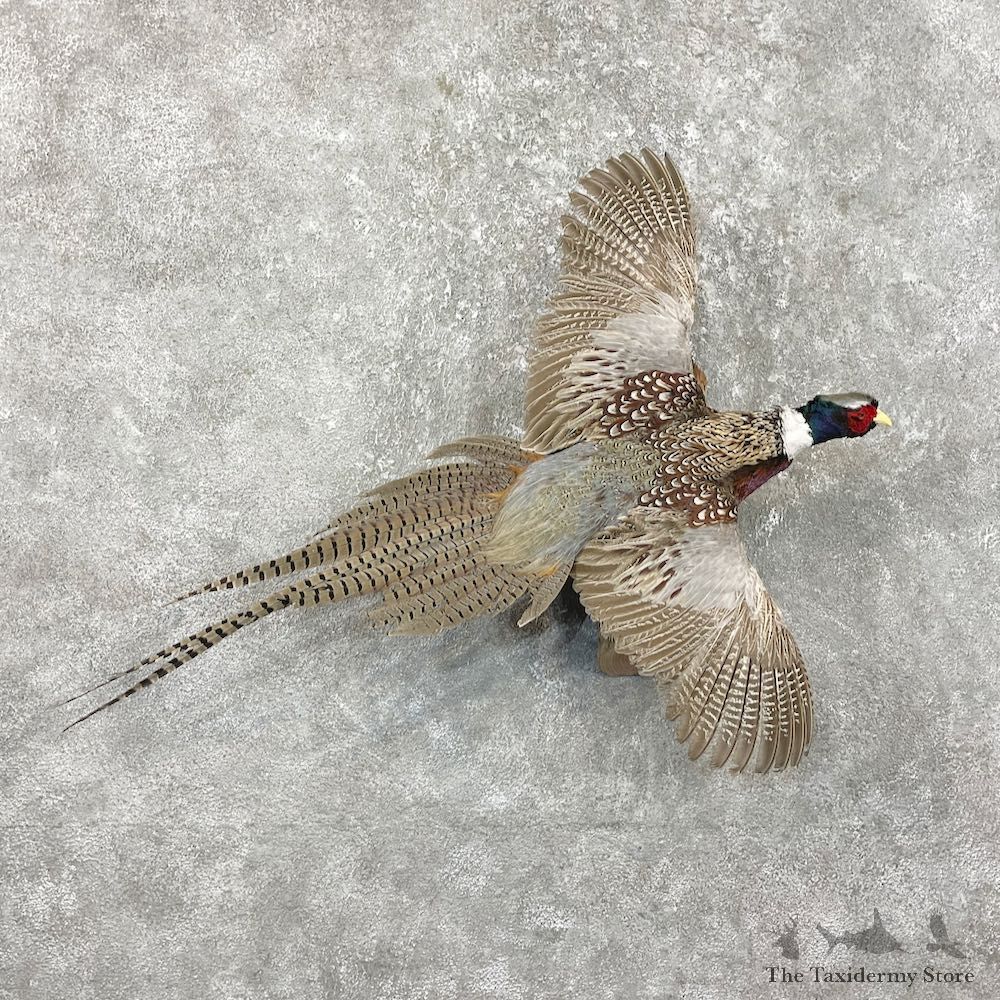 Ringneck Pheasant Bird Mount For Sale #26271 @ The Taxidermy Store