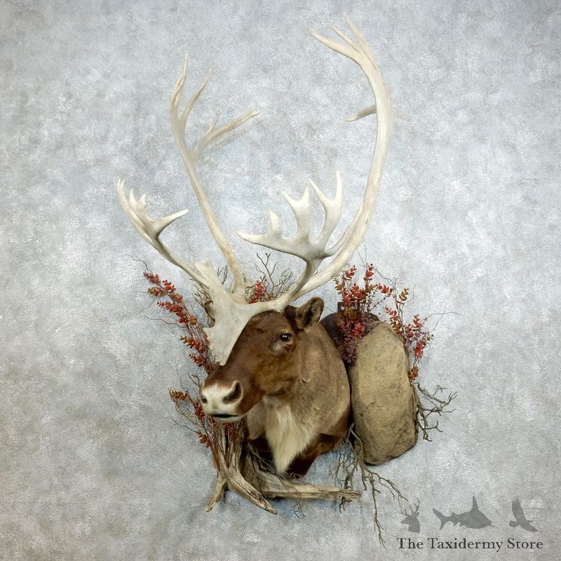 Barren Ground Caribou Shoulder Mount For Sale #18383 @ The Taxidermy Store