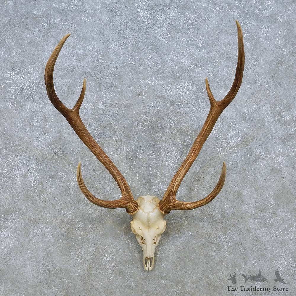 Axis Deer Skull & Horn European Mount For Sale #15164 @ The Taxidermy Store