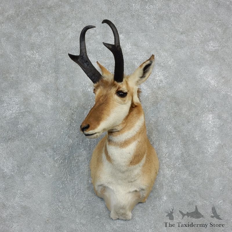 Pronghorn Taxidermy Head Mount #18287 For Sale @ The Taxidermy Store