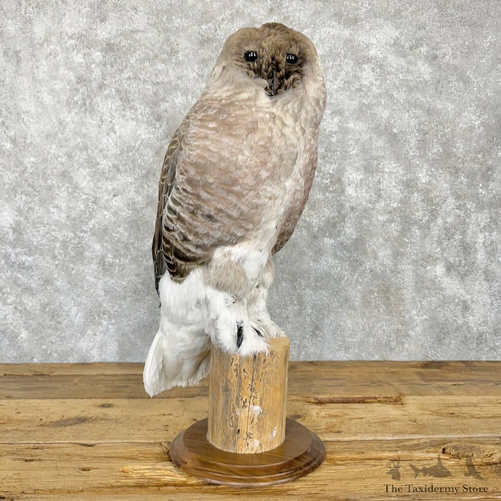 Reproduction Great Grey Owl Life Size Mount For Sale #29001 @ The Taxidermy Store