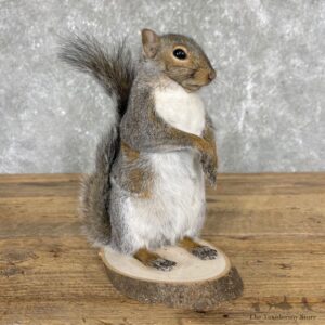 Grey Squirrel Life-Size Mount For Sale #24428 @ The Taxidermy Store